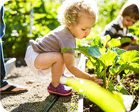 Un enfant plantant des légumes dans le potager